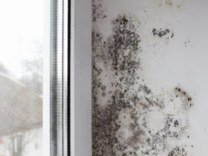 SWO Contracting - mold growth on wall highlighting water damage around windows.